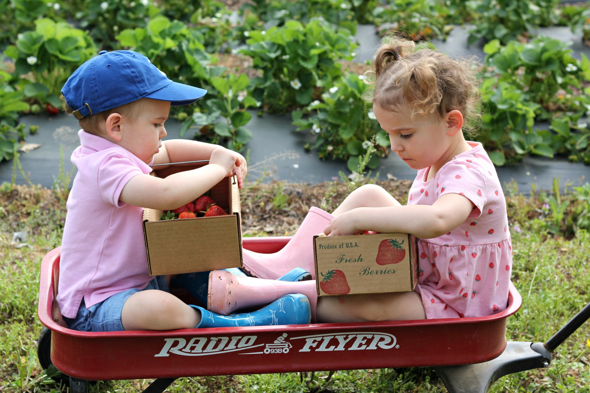 Strawberry Picking Carolina Charm   Strawberry Picking 6 1 